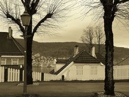 two gray trees on the background of white houses