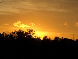 dark trees at sunset