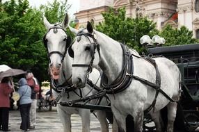 horses near the carriage on the street