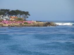 purple flowers on the beach in California