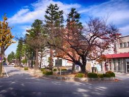 Okazaki city street trees