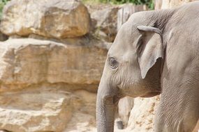 portrait of elephant on a background of stones