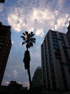 palm clouds sunset