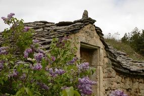 stone old house among the lilac
