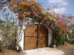 blooming bougainvillea at wooden gate in stone fence