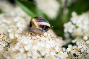 snail shell in flowers blütenmeer