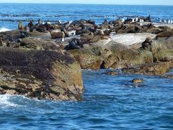 seals in south africa cape town