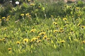 yellow Dandelion field in summer