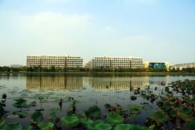 water lilies in the lake and yellow block of flats