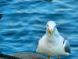 white seagull on the background of the blue sea