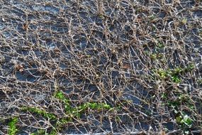 dry plants on the stone wall