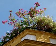 green plants on the roof of a yellow building