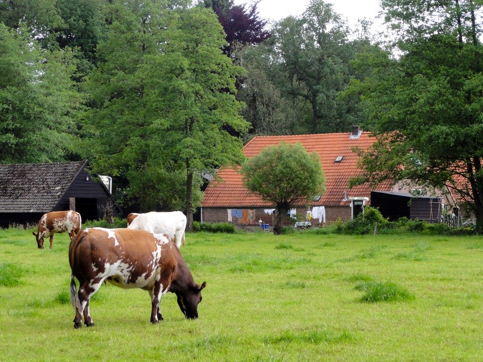 cattle on pasture in Netherlands