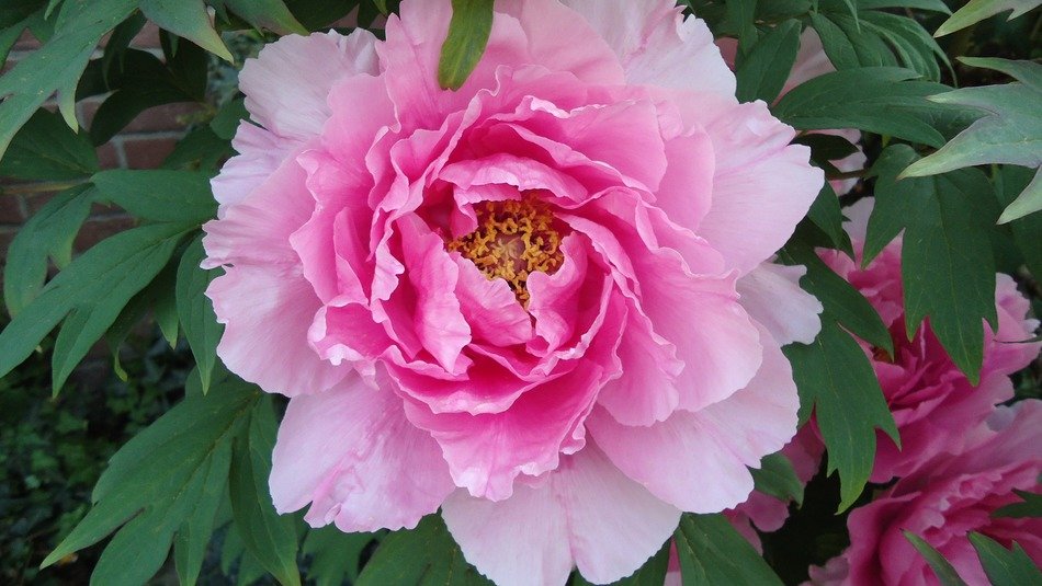 pelagonie pink