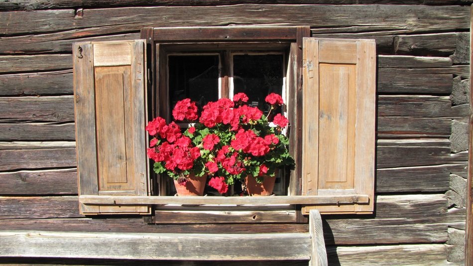 red flowers in a pot on the window