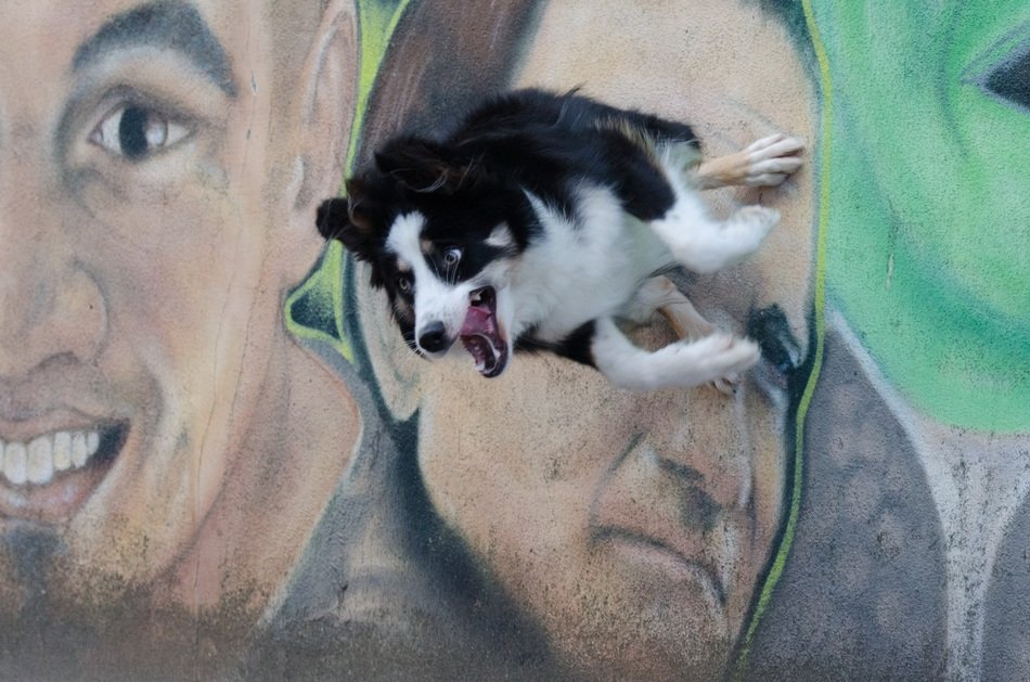 graffiti border collie