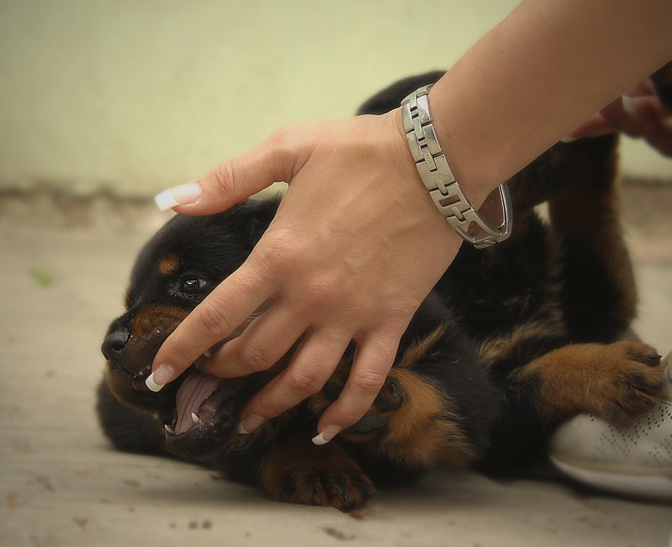 puppy of Rottweiler dog and female hand