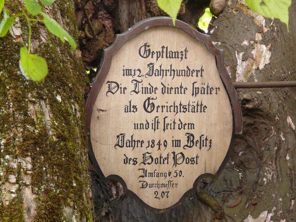 tree with the text in the holy mount