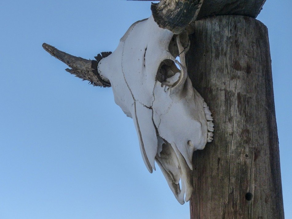 deadman ranch skull