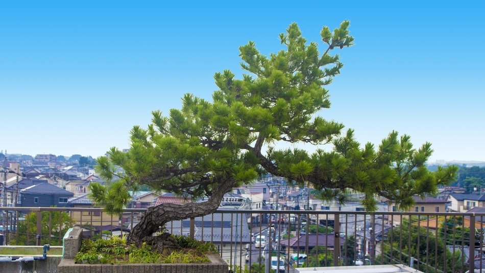 pine behind the fence on the background of urban houses