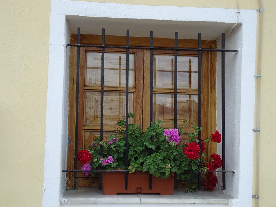 windows with flower