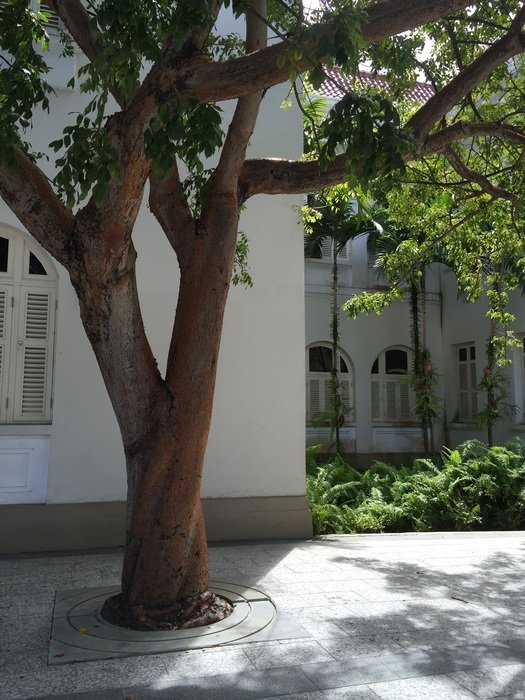 tree on a background of a white city building