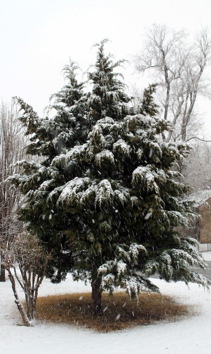 snow on cedar in Oklahoma