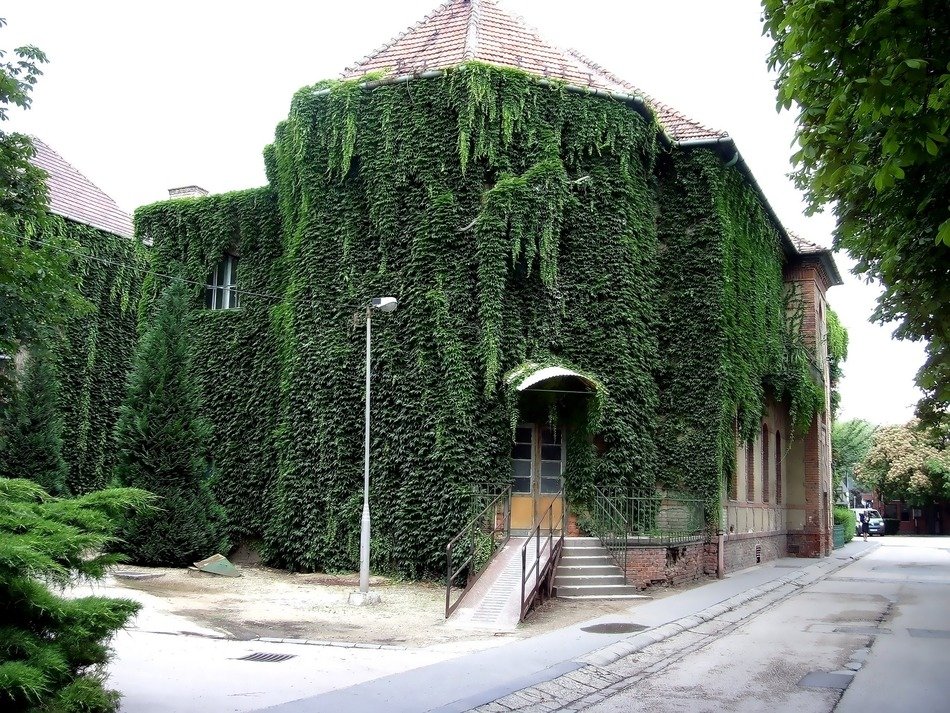 green plants on the facade of the hospital