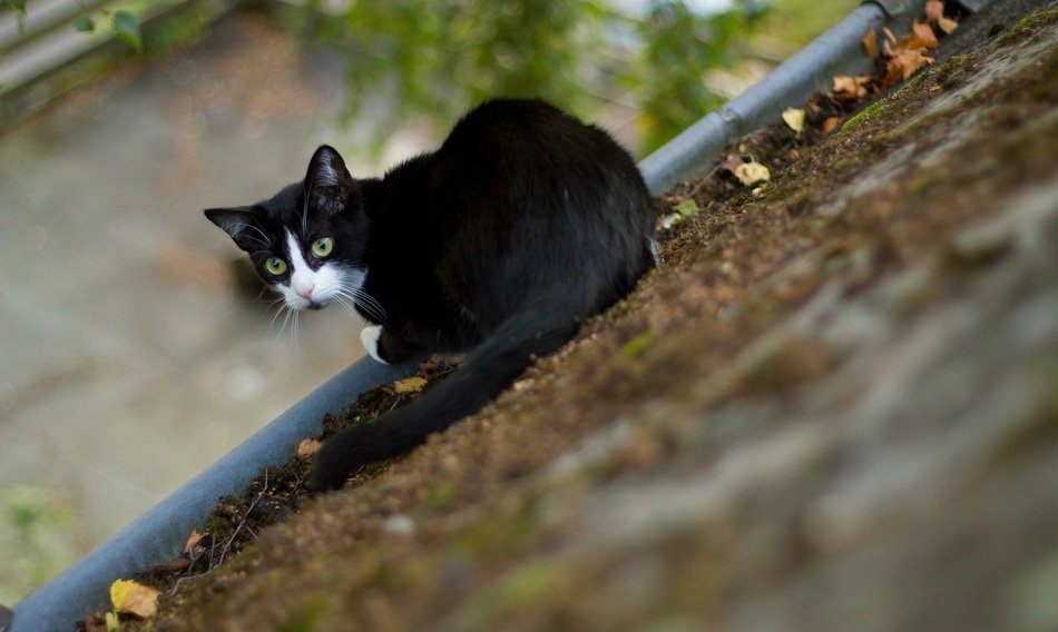 black cat on the roof