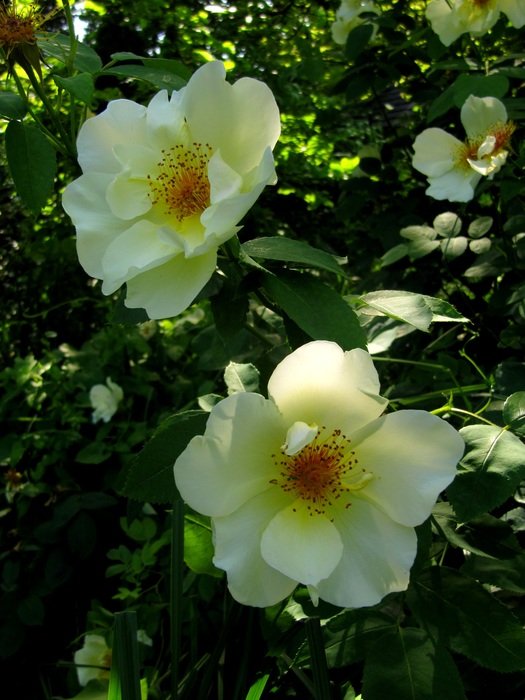 Shrub roses in park close-up