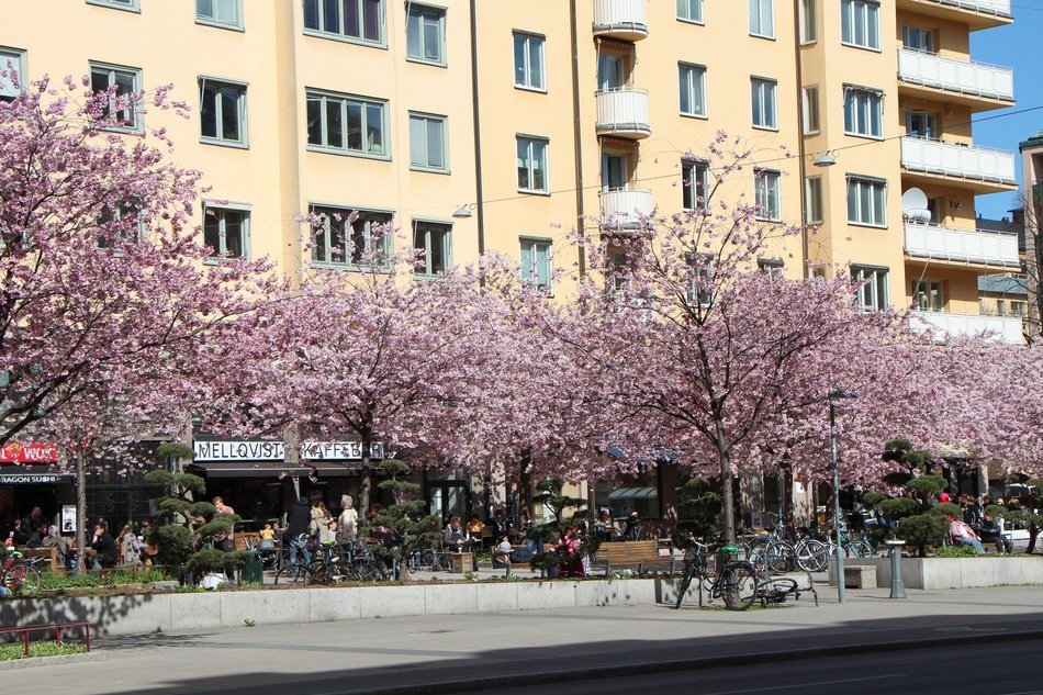 trees with pink flowers near the building