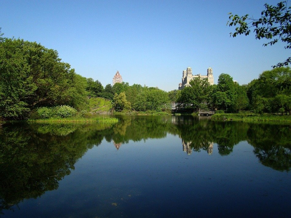 nice pond with the buildings behind the trees