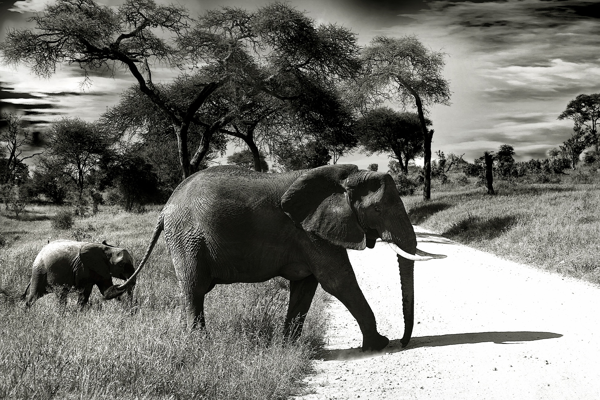 Blackandwhite photo of elephant and baby elephant free image download