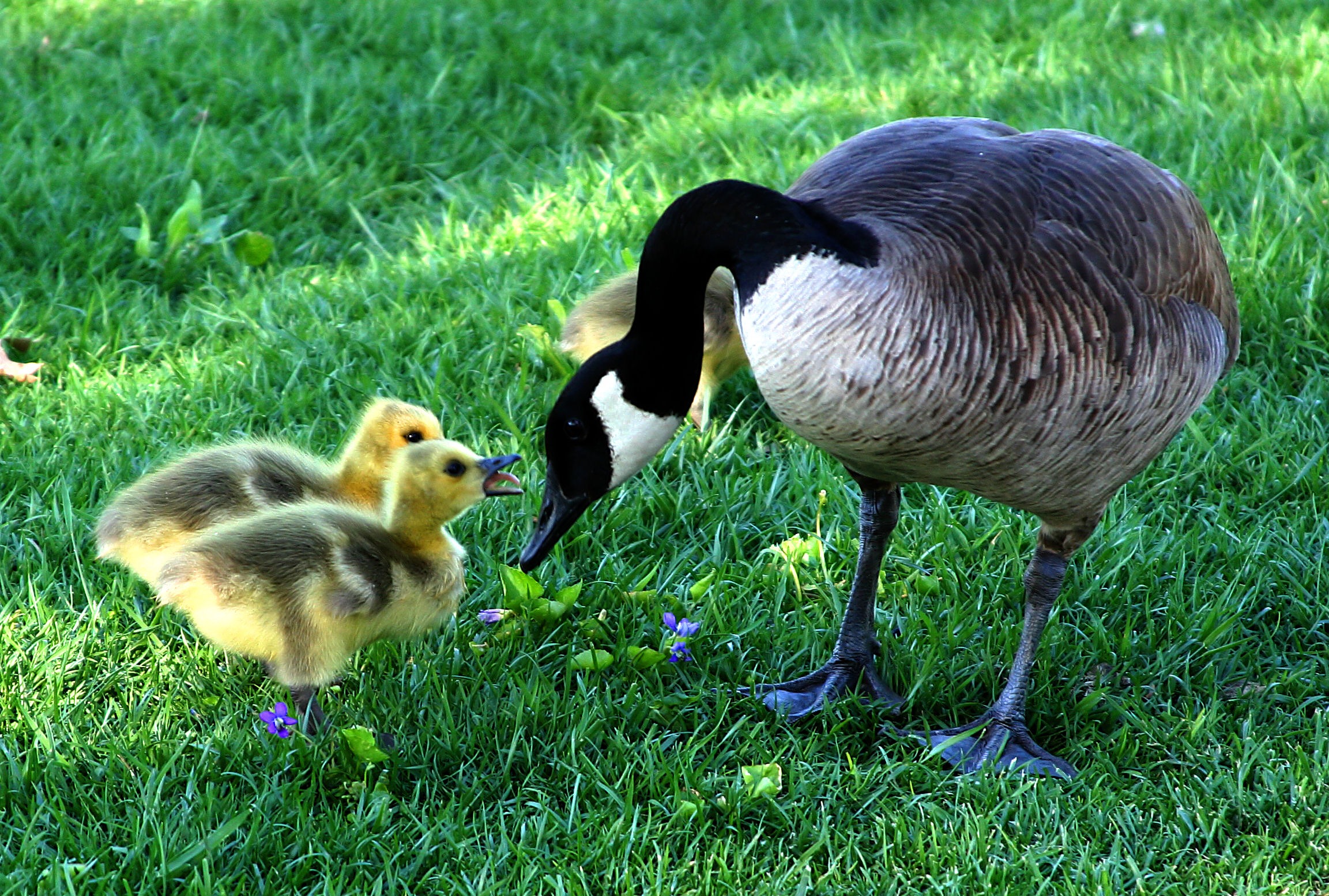 canadian-goose-mother-with-gooselings-free-image-download