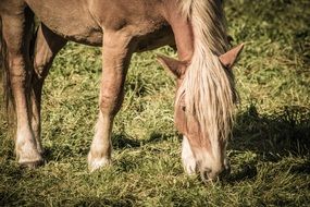 horse eating green grass in a meadow