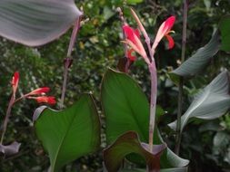 closeup photo of tropical red flowers in the park