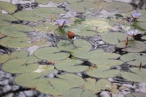 Bird on the plant on the water