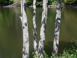 four trees by the lake