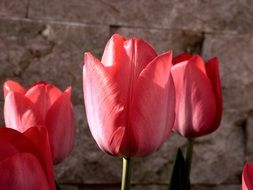 extraordinary beautiful red tulip