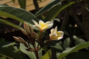temple bloom in Asia