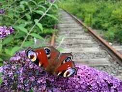 unusually beautiful butterfly