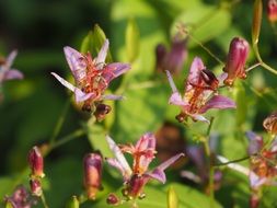 macro view of Tricyrtis, toad lilies pink flowers