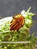 orange beetle on a green plant