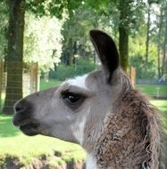 lama animal nature