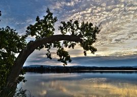 curved tree above calm water at sunset sky