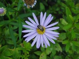 Beautiful purple flowers with a bug among other plants