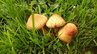 pholiota squarrosa or shaggy scalycap