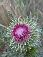 thorn Thistle arch