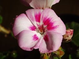 closeup photo of white purple geranium flower