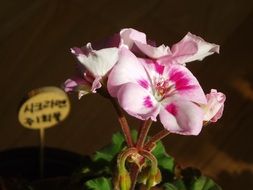 pink geranium flowers
